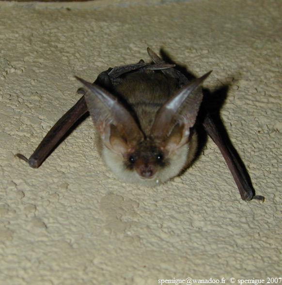 chauve souris